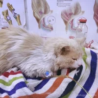 Ветеринарная клиника Кот+пес Фото 2 на проекте VetSpravka.ru Ветеринарная клиника Кот+пес Фото 2 на проекте VetSpravka.ru