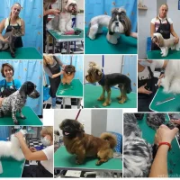 Зоосалон Милый пёс Фото 2 на проекте VetSpravka.ru Зоосалон Милый пёс Фото 2 на проекте VetSpravka.ru